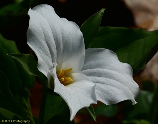 {Trillium grandiflorum}